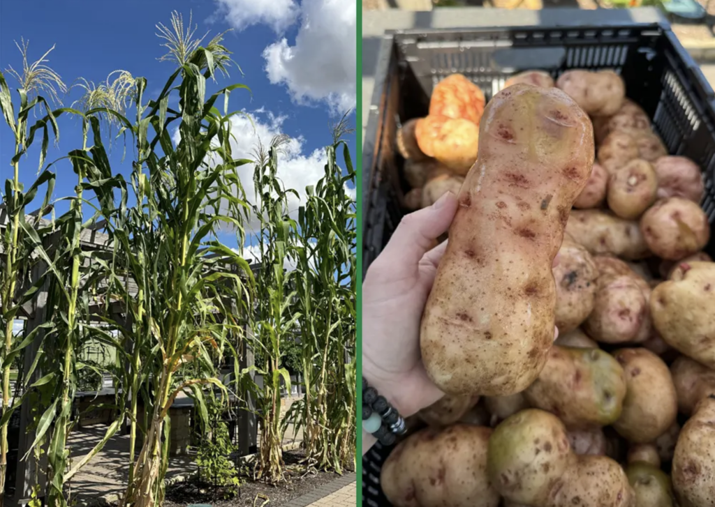 Split screen image of tall corn stalks and close up of potatoes